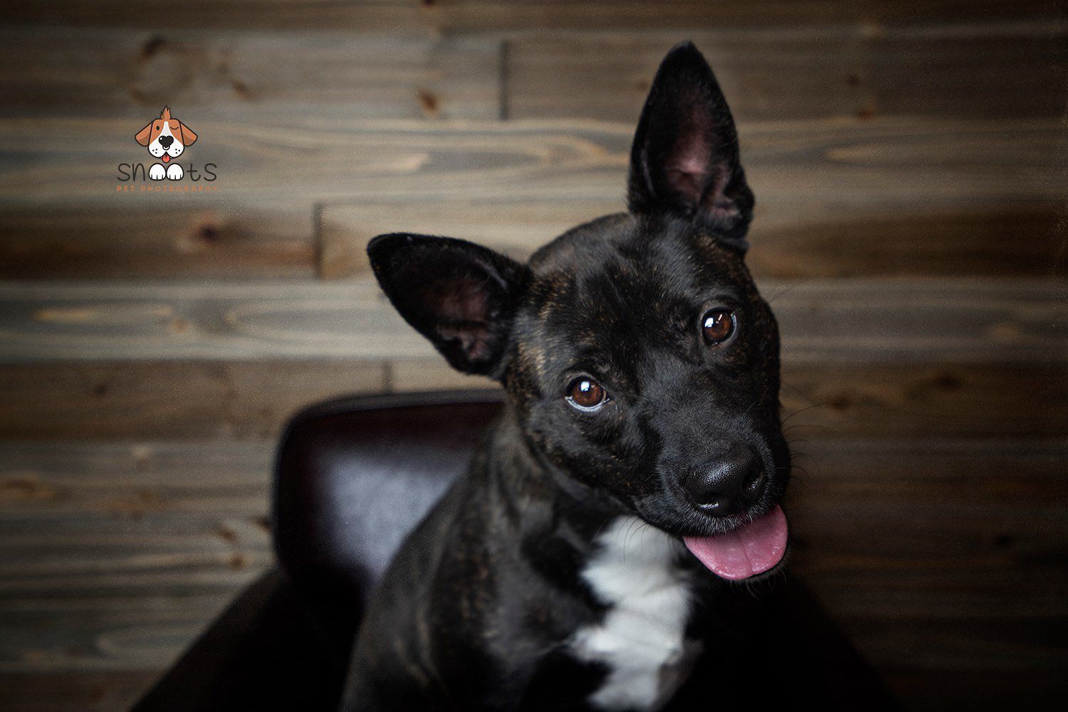 Harley